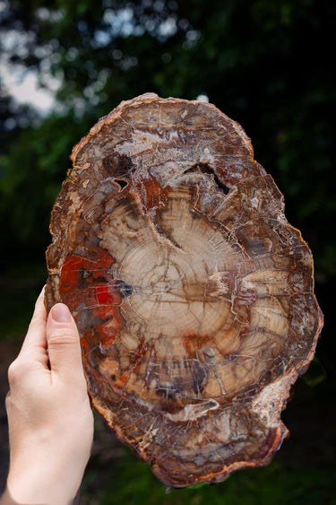 Ancient Petrified Wood Slice